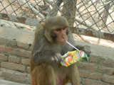 Uvědomělý makak (Nepál, MUDr. Dagmar Harapátová)
