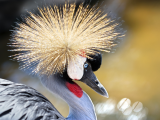 jeřáb královský (Uganda, Shutterstock)