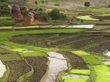 Rýžová pole (Madagaskar, Shutterstock)
