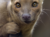 Fossa fossana (Madagaskar, Shutterstock)