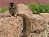 Lemur bělohlavý mayotský - Eulemur fulvus mayottensis (Mayotte,  Shutterstock)