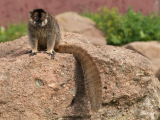 Lemur bělohlavý mayotský - Eulemur fulvus mayottensis (Mayotte, Shutterstock)