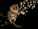 Maki myší (Madagaskar, Shutterstock)