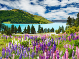 Přírodda kolem Queenstown (Nový Zéland, Shutterstock)