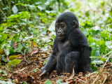 gorily (Uganda,  Shutterstock)
