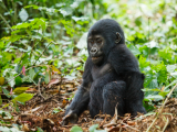 gorily (Uganda, Shutterstock)