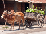 povoz tažený zebu (Madagaskar, Shutterstock)