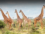 žirafy (Uganda, Shutterstock)