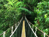 lávky, Taman Negara (Malajsie, Shutterstock)