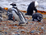Tučňák magellanský (Chile, Shutterstock)