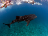 šnorchlování s žraloky obrovskými, Filipíny (Filipíny, Shutterstock)