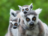 Lemur kata (Madagaskar, Shutterstock)