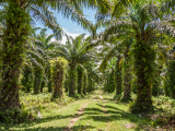 Plantáž olejových palem (Madagaskar, Shutterstock)