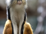 kočkodan Wolfův (Uganda,  Shutterstock)