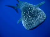 Žralok obrovský, Filipíny (Filipíny, Shutterstock)