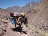 Mula nesoucí bagáž (Maroko, Gabriela Šifaldová)