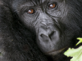 gorily (Uganda,  Shutterstock)