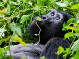 gorila (Uganda, Shutterstock)