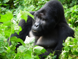 gorila (Uganda,  Shutterstock)