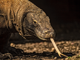 Varan, Komodo (Indonésie, Shutterstock)