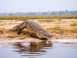krokodýl (Uganda, Shutterstock)