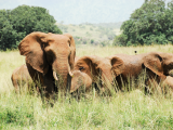 sloni (Uganda, Shutterstock)