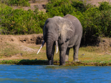 Slon africký (Uganda, Shutterstock)