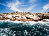 Islas Ballestas (Peru, Shutterstock)