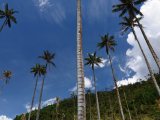 Voskové palmy, Valle de Cocora (Kolumbie, Shutterstock)
