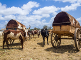 Zebu (Madagaskar, Shutterstock)