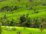 Jatiluwih, Bali (Indonésie, Shutterstock)