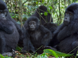 Gorily (Uganda,  Shutterstock)