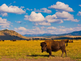 Bizoni, NP Yellowstone (USA, Shutterstock)