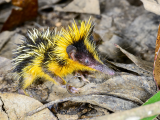 Bodlín (Madagaskar, Shutterstock)