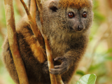 Lemur (Madagaskar, Shutterstock)