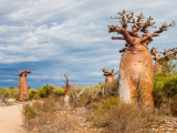 Baobaby (Madagaskar, Shutterstock)