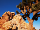 Joshua Tree, Kalifornia (USA, Shutterstock)