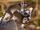 Lemur kata (Madagaskar, Shutterstock)