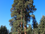 Sequoia, NP Sequoia (USA, Shutterstock)