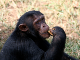 šimpanz (Uganda,  Shutterstock)