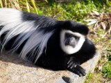 shutterstock_146286797 (Uganda,  Shutterstock)