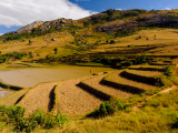 Rýžová pole (Madagaskar, Shutterstock)