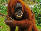 Orangutan (Malajsie, Shutterstock)