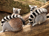 Lemuři kata (Madagaskar, Shutterstock)