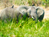 Sloni (Uganda, Shutterstock)
