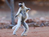 Sifaka (Madagaskar, Shutterstock)