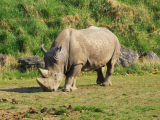 shutterstock_35735497 (Uganda,  Shutterstock)