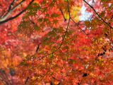 Japonské javory, park Jojogi, Tokio (Japonsko, Shutterstock)
