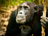 šimpanz (Uganda, Shutterstock)