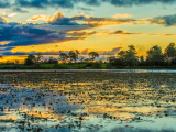 Pantanal (Brazílie, Shutterstock)